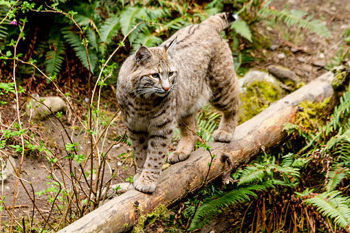 Wild bobcat standing on large log in lush green forest
