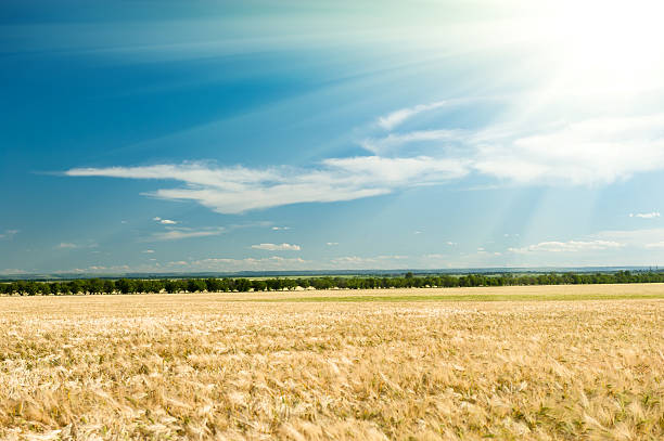 istock wheat field and blue sky summer landscape 472176320