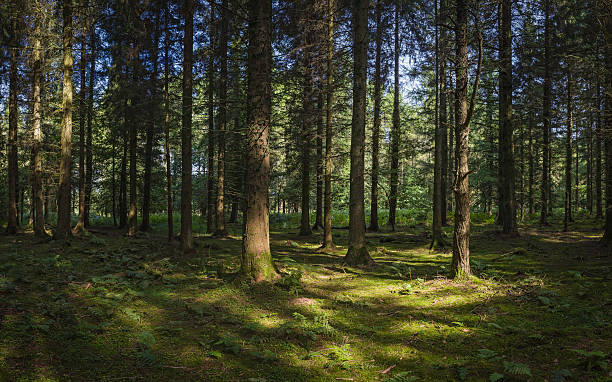 a luz do sol e sombras profundas em verde floresta de pinheiros - glade light dappled tree - fotografias e filmes do acervo