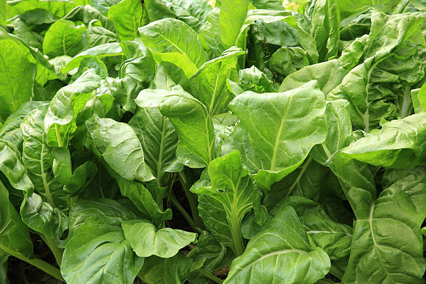 istock sliverbeet grow in vegetable garden 472177140