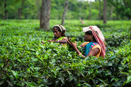 Jorhat, India - August 25, 2011: Tea pickers harvest the second flush of tea leaves on a tea estate in the early morning near Jorhat, Assam, India. 