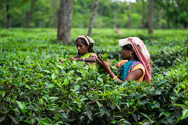Harvesting tea leaves, Jorhat, Assam, India. Jorhat, India - August 25, 2011: Tea pickers harvest the second flush of tea leaves on a tea estate in the early morning near Jorhat, Assam, India.  assam india stock pictures, royalty-free photos & images