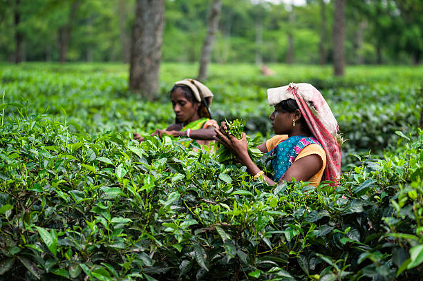 zbiorach liście herbaty, jorhat, assam, indie. - tea crop picking women agriculture zdjęcia i obrazy z banku zdjęć