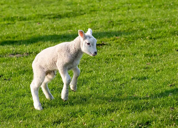 Spring lamb jumping in field