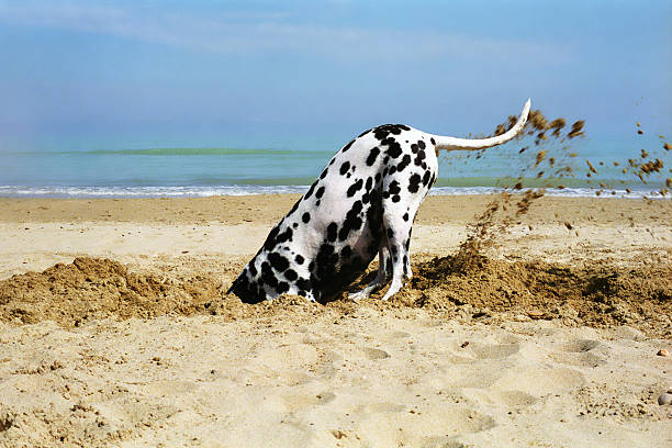 perro excavando en la playa-dálmata - spraying beaches summer sunlight fotografías e imágenes de stock