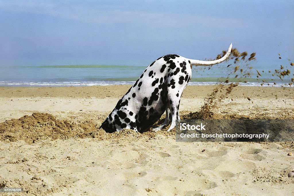 Dog Digging On The Beach - Dalmatian Beautiful dalmatian digging a hole in the sand, in a sunny day. Digging Stock Photo