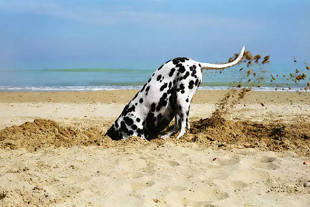 Beautiful dalmatian digging a hole in the sand, in a sunny day.