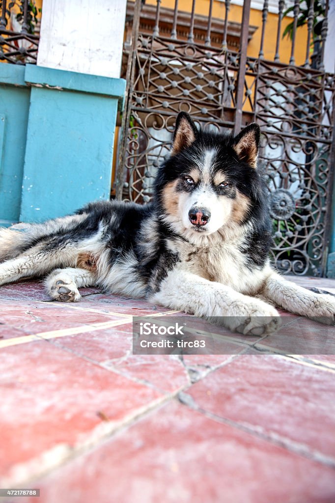Husky dog on tiled sidewalk 2015 Stock Photo