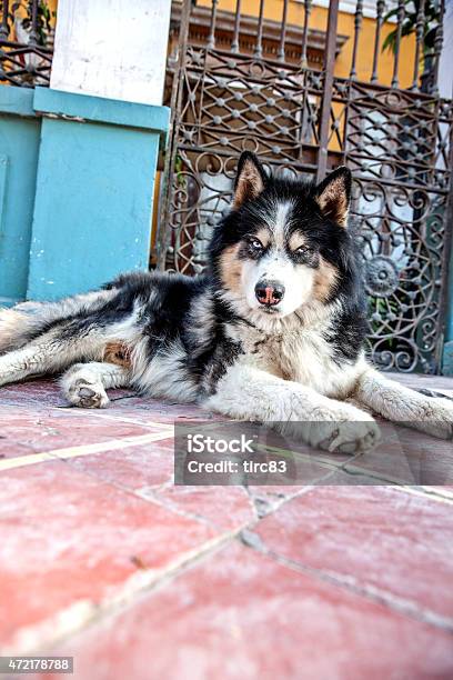 Husky Dog On Tiled Sidewalk Stock Photo - Download Image Now - 2015, Color Image, Day