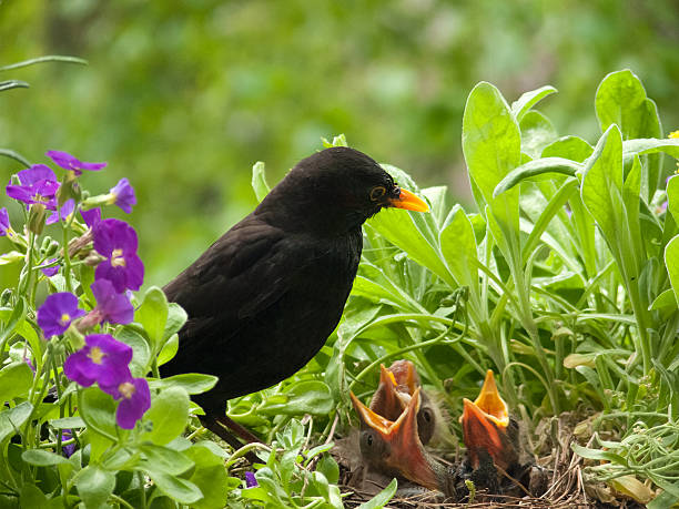 istock Blackbird babies and  father 472178857