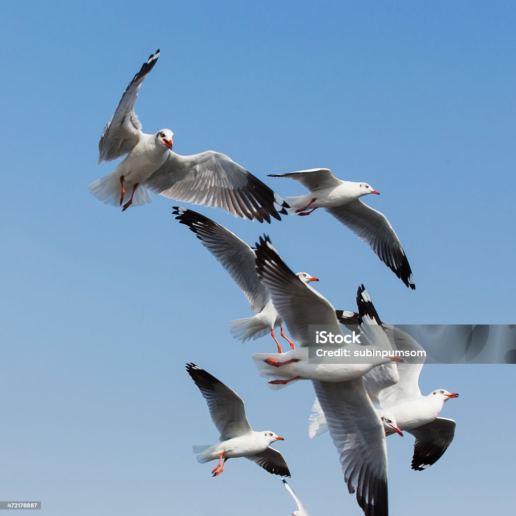 Летающий чайкам в действии в Клуб Bangpoo Таиланд - Стоковые фото Ветер роялти-фри