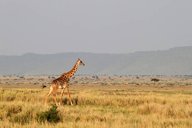 istock Giraffe strolling in beautiful masai mara 472179325