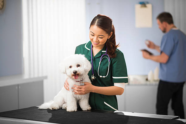 istock happy vet nurse and dog 472179338