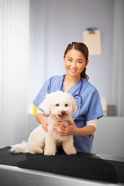 istock happy vet and dog 472179354