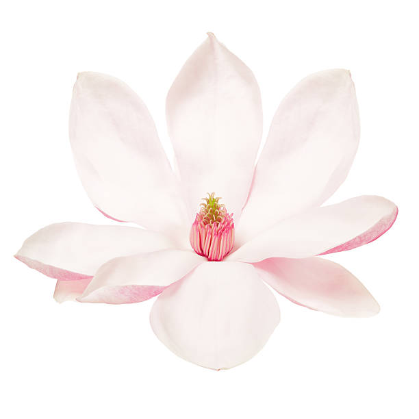 magnolia, primavera flor no branco  - magnolia blossom flower head single flower - fotografias e filmes do acervo