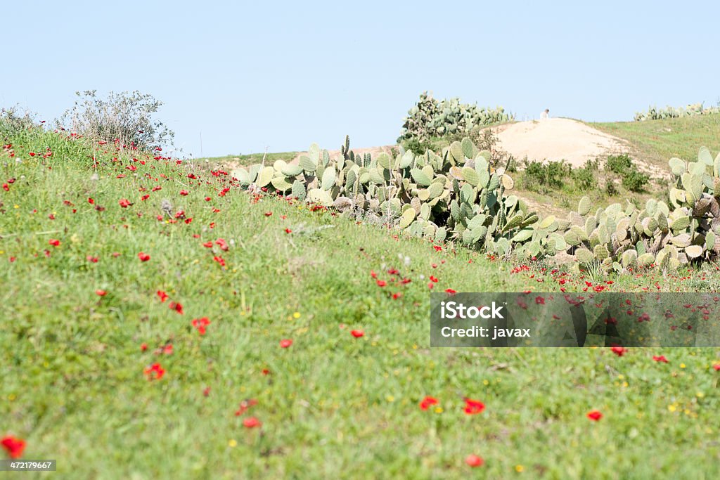 Spring flowers - red on green Spring flowers in Israeli Negev good weather and nature Color Image Stock Photo