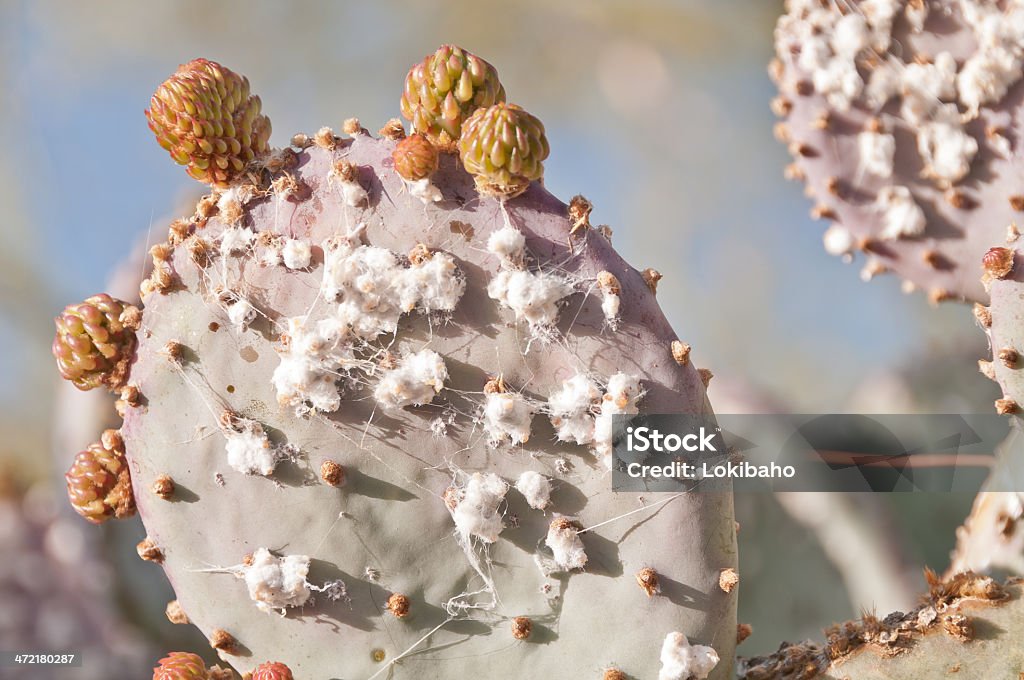 Koszenila na prickly pear cactus - Zbiór zdjęć royalty-free (Bez ludzi)