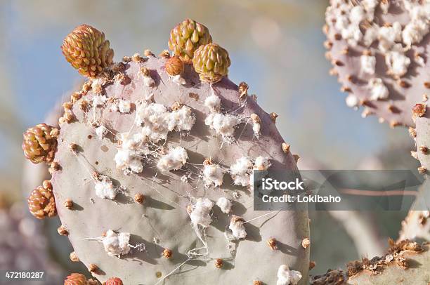 Koszenila Na Prickly Pear Cactus - zdjęcia stockowe i więcej obrazów Bez ludzi - Bez ludzi, Cierń, Fotografika
