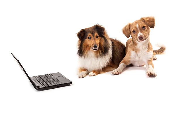 istock Dogs sitting besides laptop 472181605