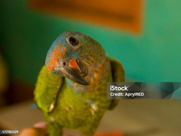 Colorful Parrot In Colombia Stock Photo - Download Image Now - Animal, Animal Wildlife, Beauty