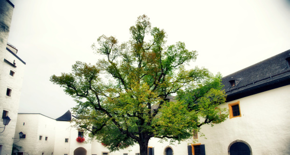 Tree in the city