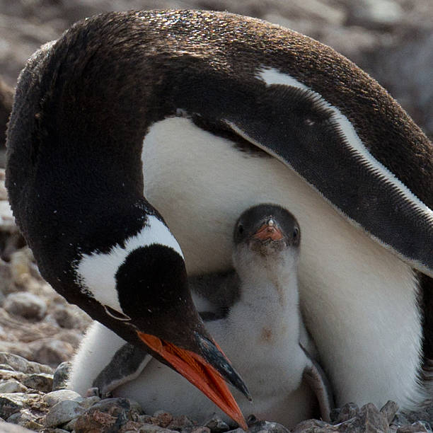 istock Gentoo Penguin with Chick, Cuverville Island 472182567