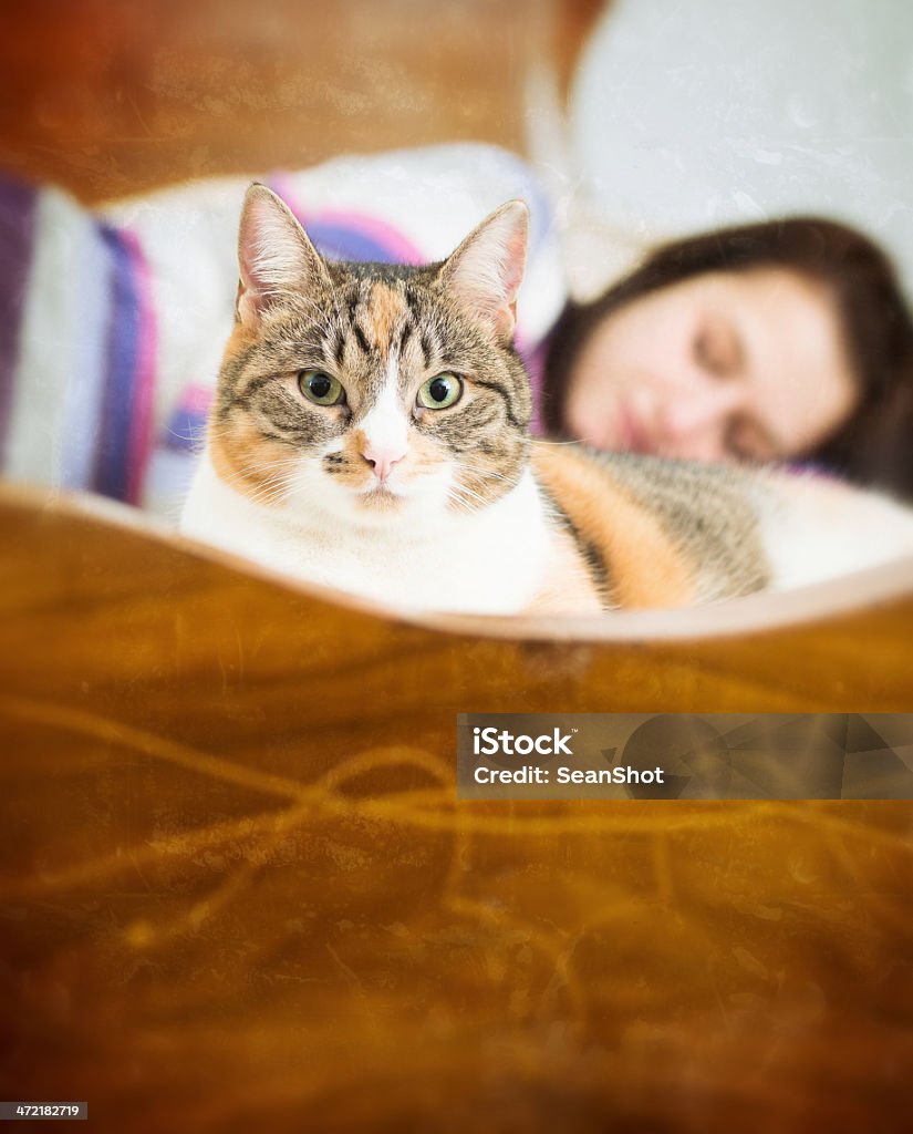 Cat Guarding its Master Asleep Adult Stock Photo
