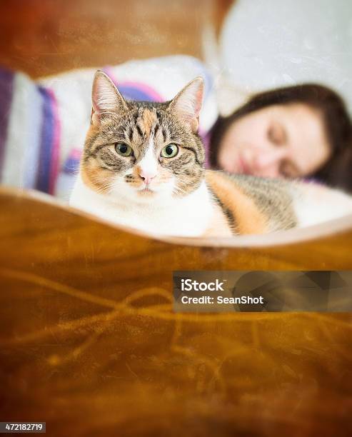 Cat Guarding Its Master Asleep Stock Photo - Download Image Now - Adult, Bed - Furniture, Domestic Cat