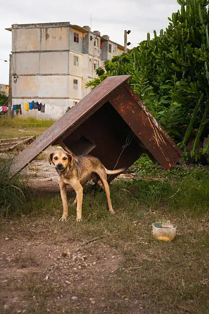Hungry dog looking at the camera from his rusty shelter in and old neighbourhood near Matanzas, Cuba
