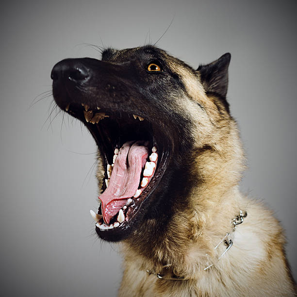 cão de guarda - belgian sheepdog - fotografias e filmes do acervo