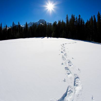 Snowshoe tracks on a sunny day in Kananaskis Country, Alberta, Canada.