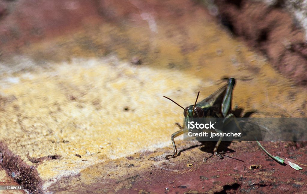 Esperamos Locust - Foto de stock de Animal libre de derechos