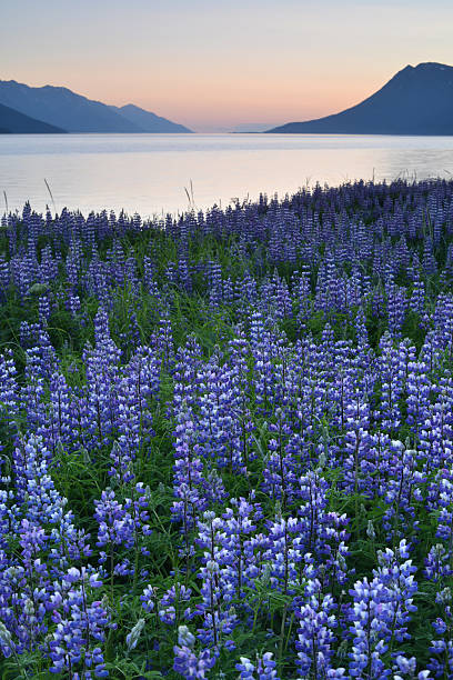 primavera en alaska, ee.uu. - chugach mountains fotografías e imágenes de stock