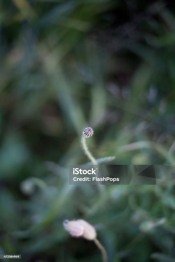 Mohnblume - Foto de stock de Azul royalty-free