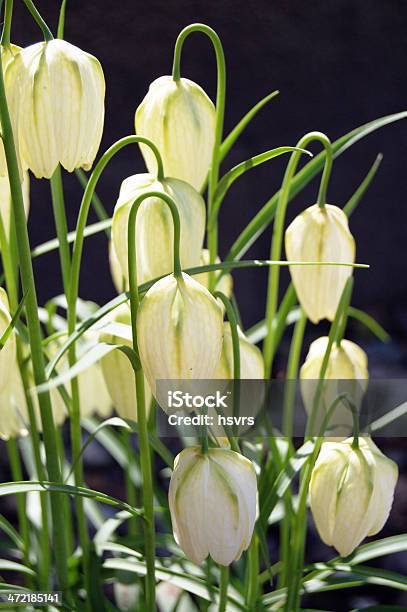 Snakes Head Flower Stock Photo - Download Image Now - Blossom, Botany, Checked Pattern