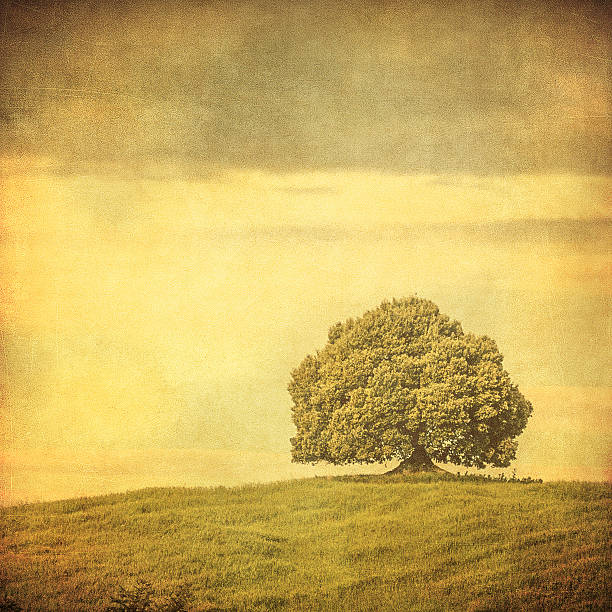 istock grunge image of a tree on a vintage paper 472185186