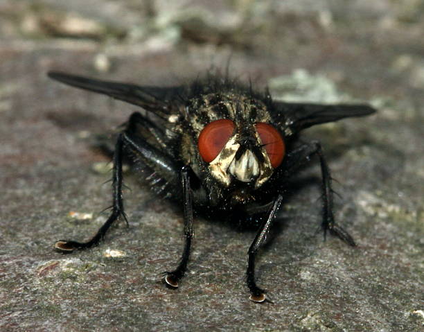 Red eyed large hairy black fly stock photo