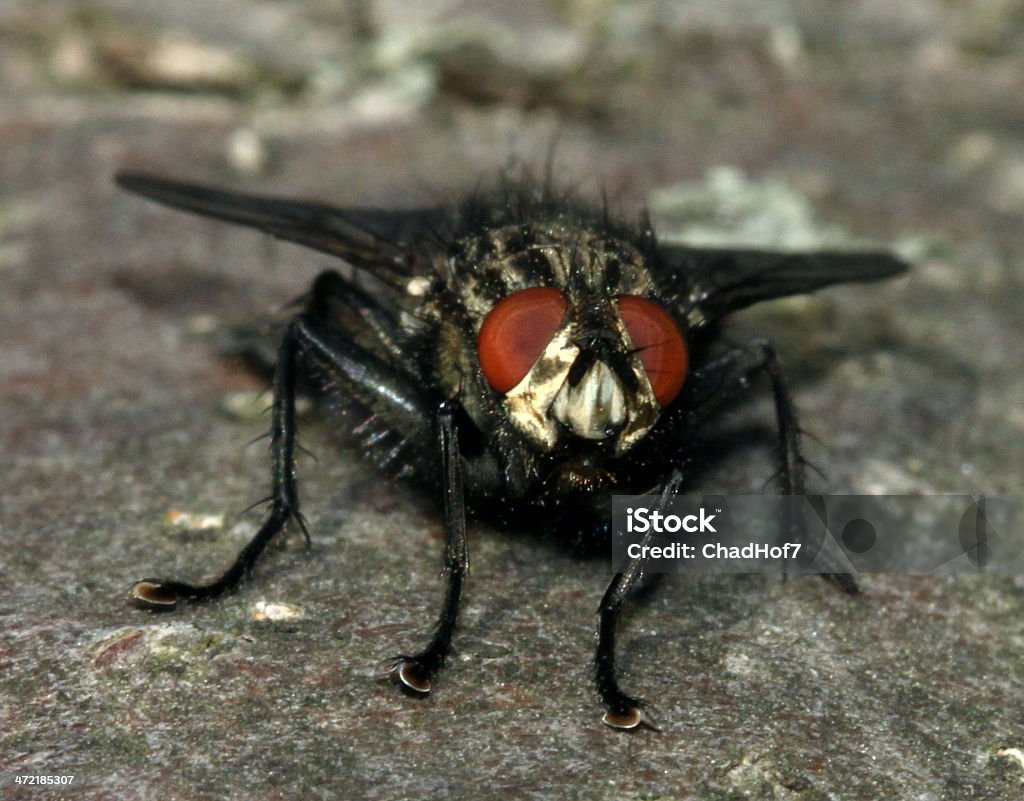 Vermelho de Olhos Grandes cabeludo Borrachudo - Foto de stock de Assustador royalty-free