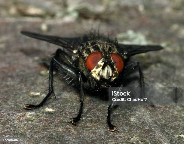 Foto de Vermelho De Olhos Grandes Cabeludo Borrachudo e mais fotos de stock de Assustador - Assustador, Borrachudo, Cabeludo