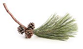 istock Pine Bough and Cones 472185716