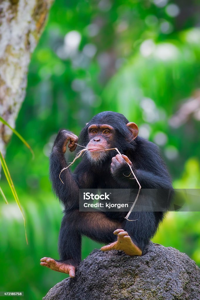 Common Chimpanzee Young Common Chimpanzee sitting in the wild 2015 Stock Photo