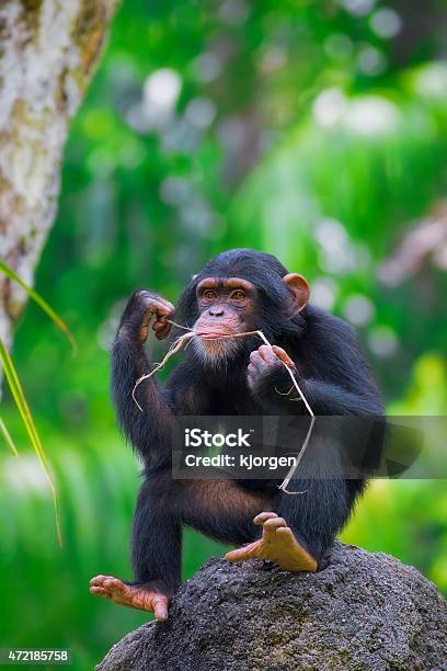 Common Chimpanzee Stock Photo - Download Image Now - 2015, Africa, Animal