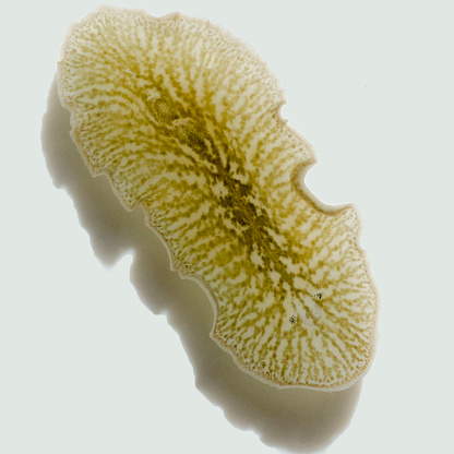 Marine polyclad flatworm, Pseudoalloioplana californica, from Morro Bay, California, USA. About 1/2