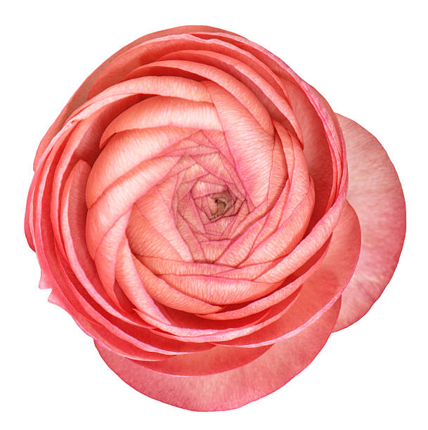 Pink ranunculus isolated on white. Flower head Pink ranunculus isolated on white background. Flower head buttercup family stock pictures, royalty-free photos & images