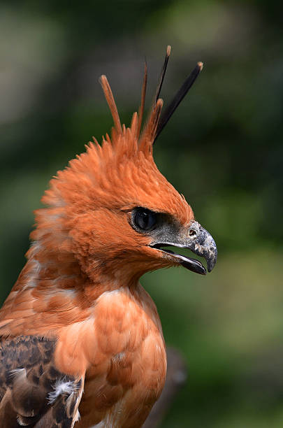 Javan hawk-eagle stock photo