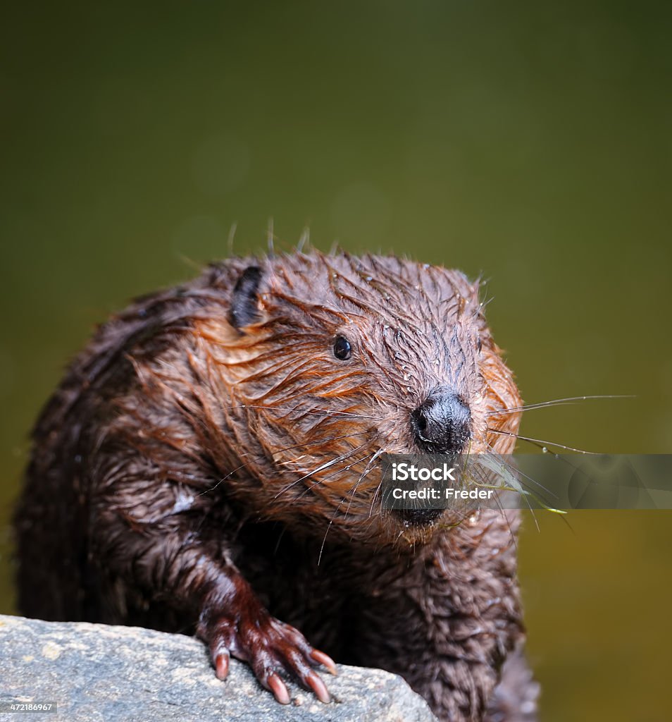 eurasian beaver close-up of an eurasian beaver (castor fiber) Beaver Stock Photo