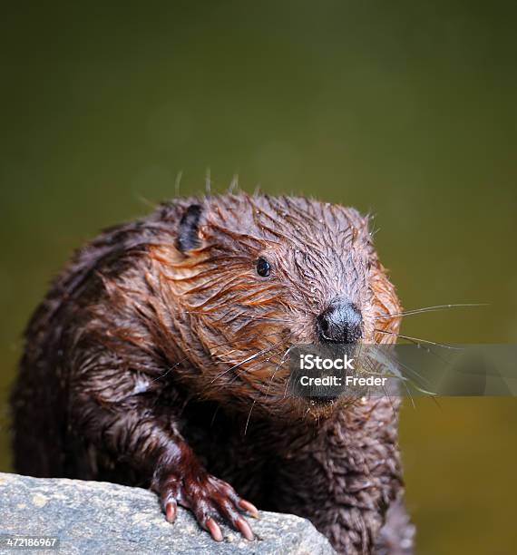 Eurasian Beaver Stock Photo - Download Image Now - Beaver, Front View, Europe