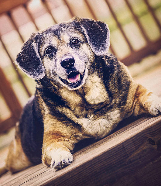 istock Adorable Mature Dog Sitting on Deck 472187869