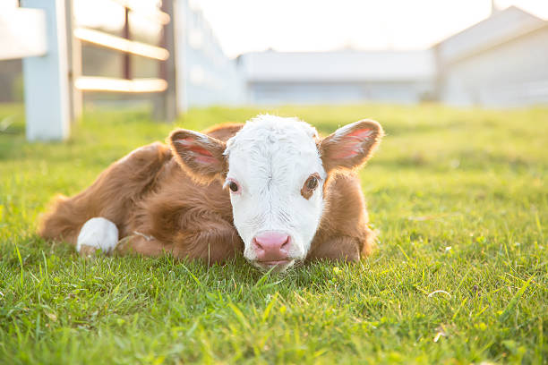Newborn Brown & White Hereford Calf Laying in Pasture Close-up of a brown and white newborn Hereford calf laying in the pasture on a spring evening. This calf is less than 24 hours old. The evening sun is backlighting the calf, who is looking towards the camera. calf photos stock pictures, royalty-free photos & images