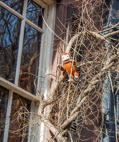 A toy stuffed animal monkey stranded in vines climbing up a brownstone on the Upper West Side of New York City in the early spring of 2009